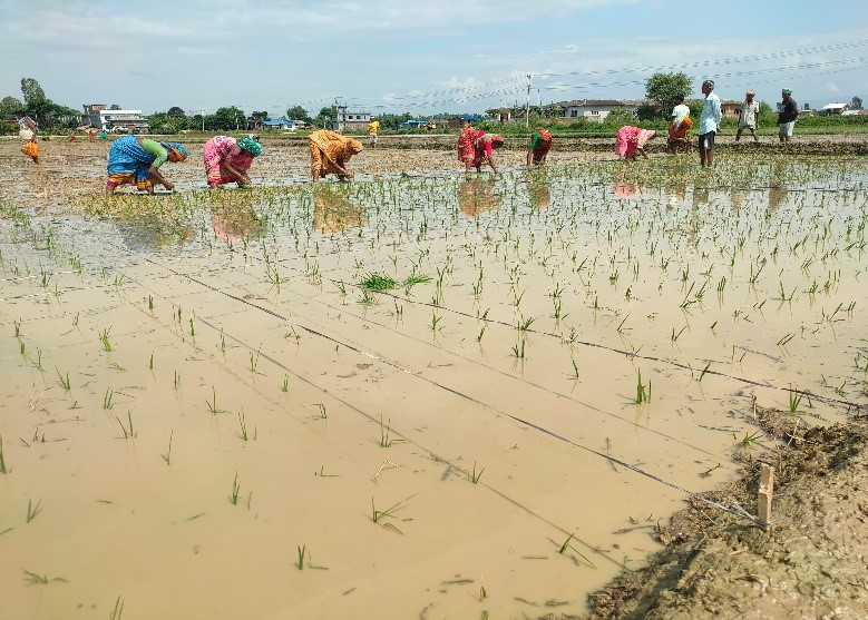 Success Story - A Farmer’s Journey through Climate Field School !